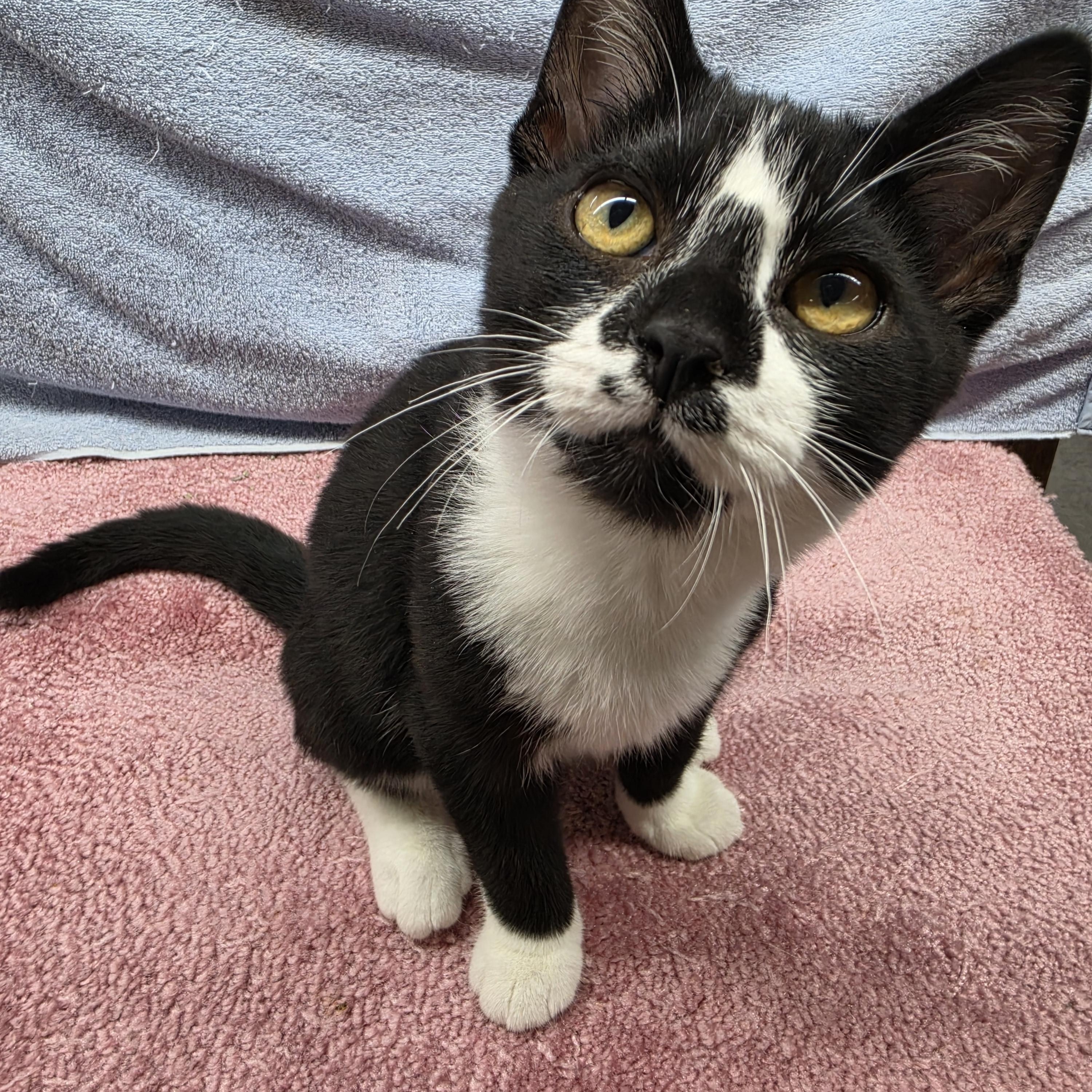 Enlarge Marco, a Adoptable Domestic Short Hair in Avon, OH image 5/6