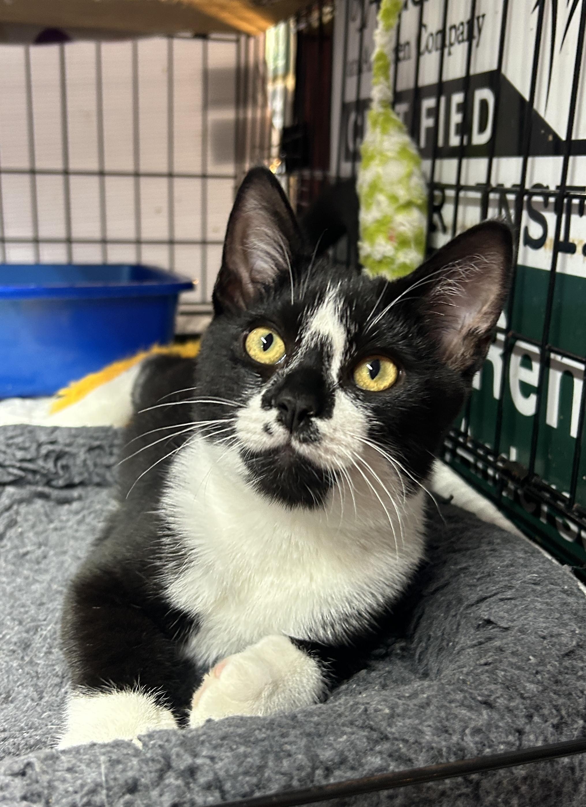 Enlarge Marco, a Adoptable Domestic Short Hair in Avon, OH image 2/6