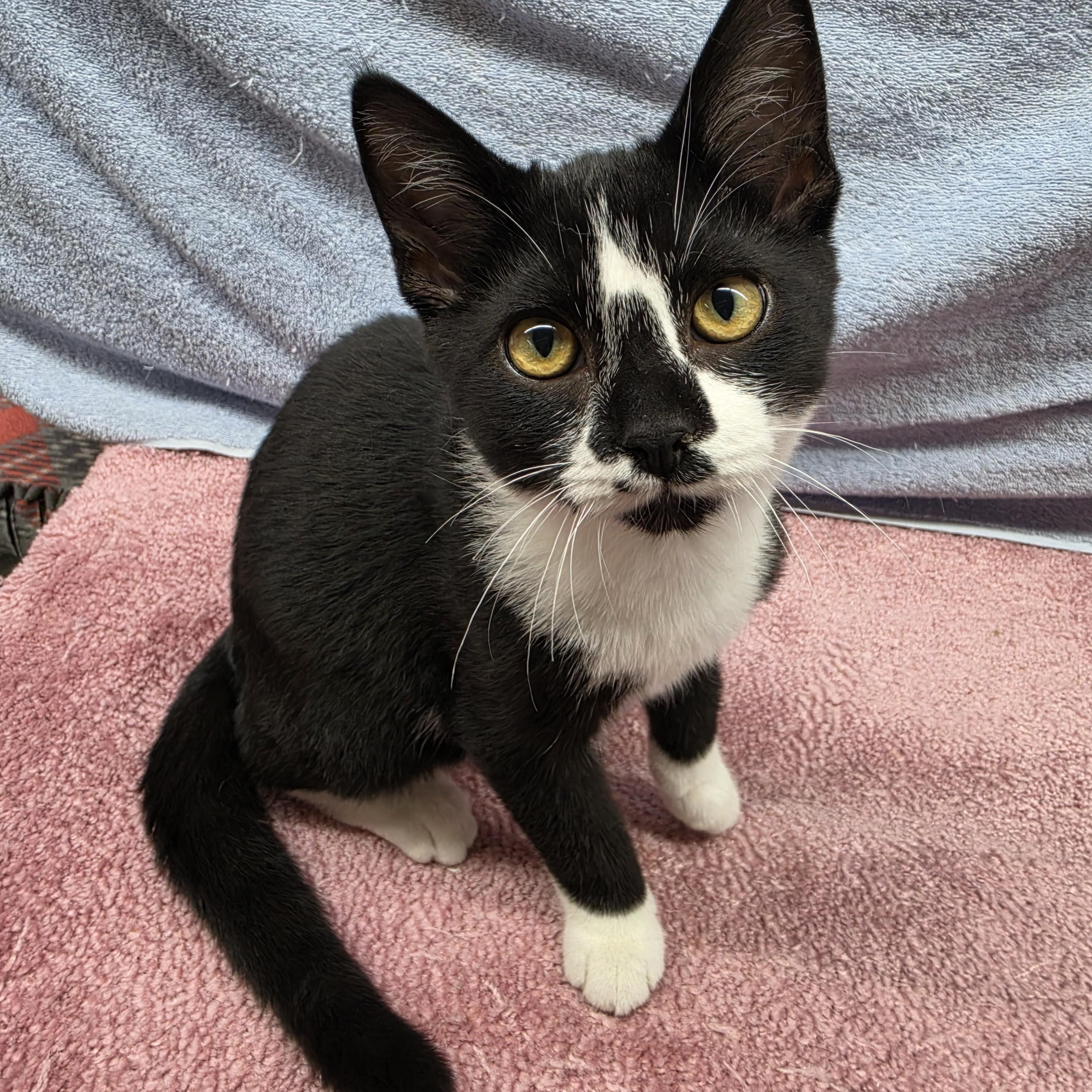 Enlarge Marco, a Adoptable Domestic Short Hair in Avon, OH image 4/6