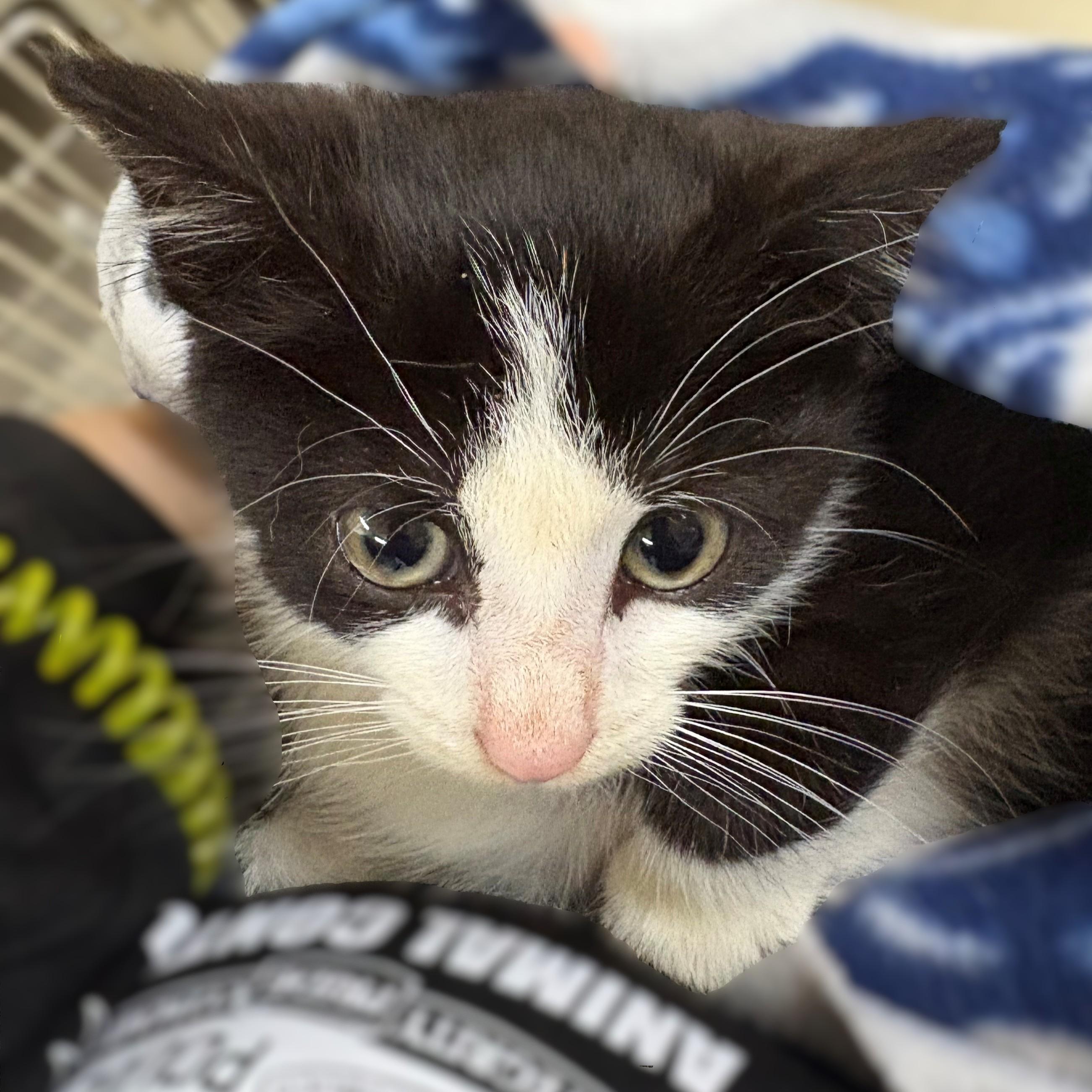 Enlarge Georgie- 51992, an adopted Domestic Short Hair in Columbia, MD image 1/3
