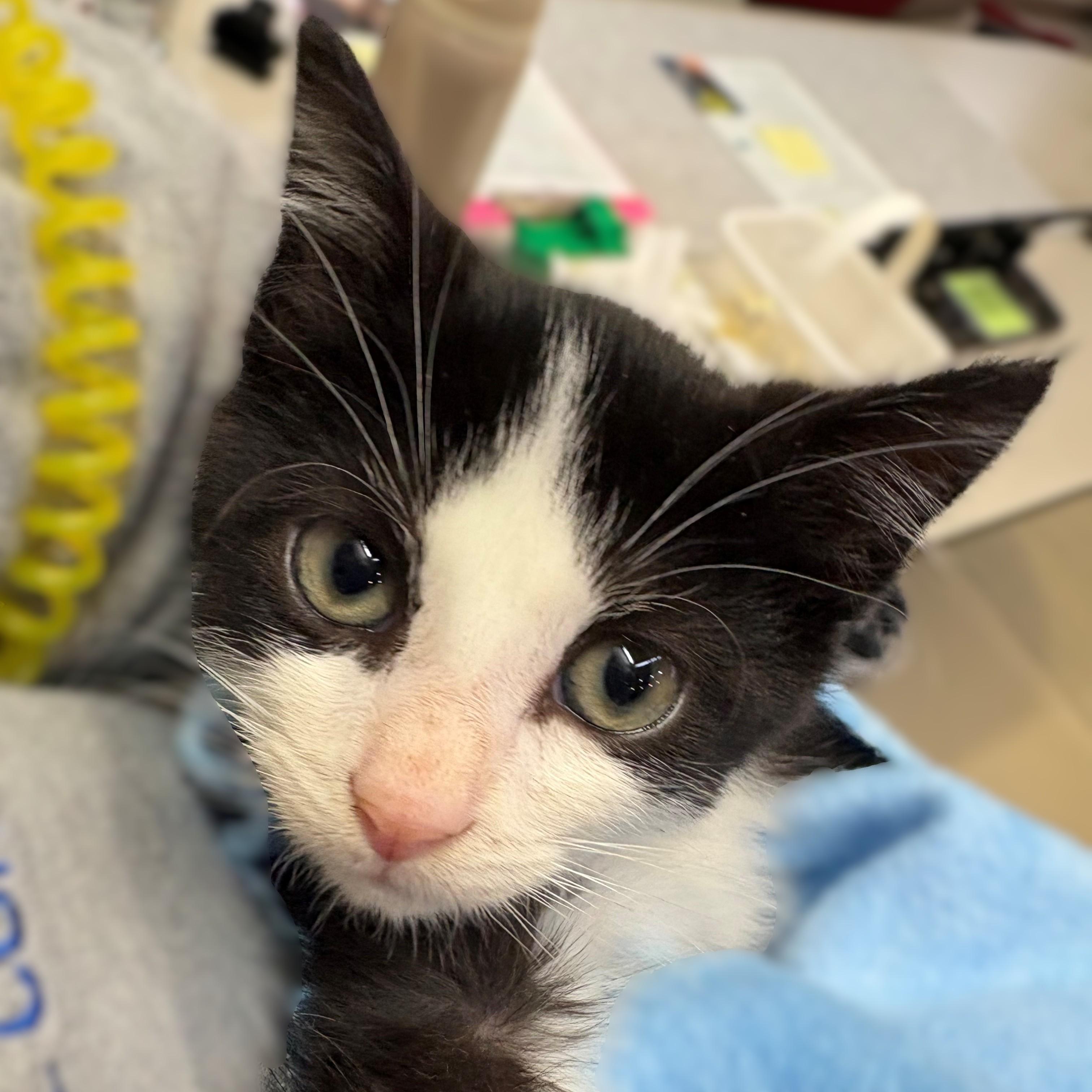 Enlarge Georgie- 51992, an adopted Domestic Short Hair in Columbia, MD image 2/3