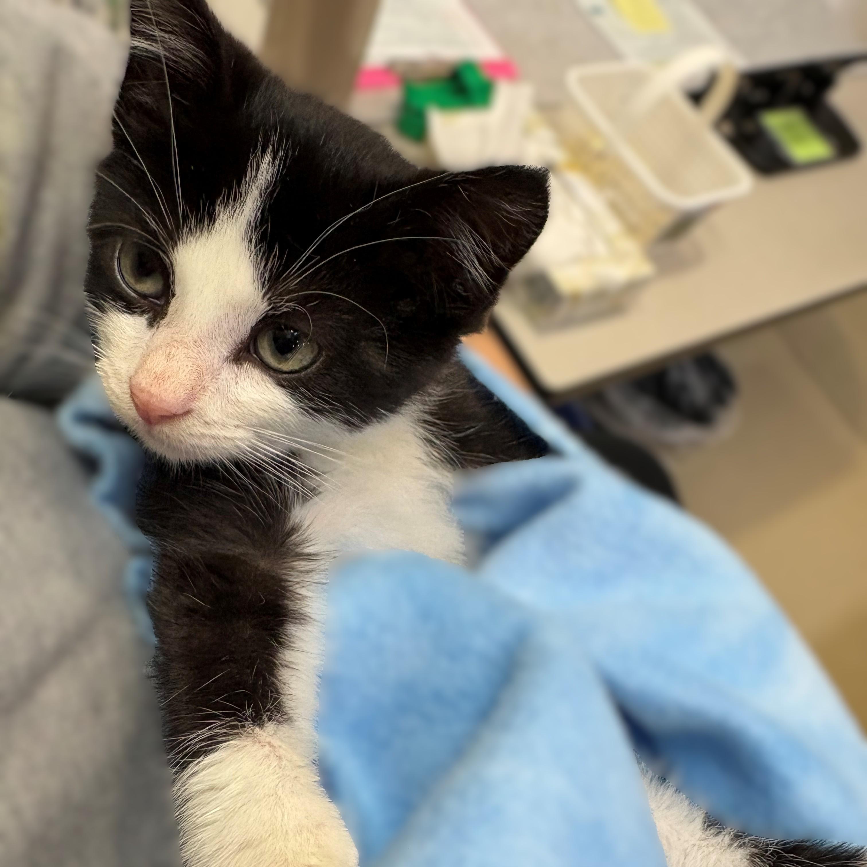 Enlarge Georgie- 51992, an adopted Domestic Short Hair in Columbia, MD image 3/3
