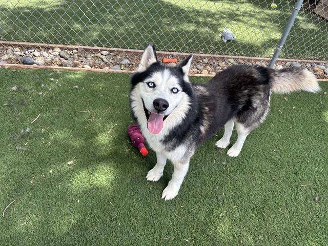 DEADMAU5, Adoptable, Young Male Siberian Husky.