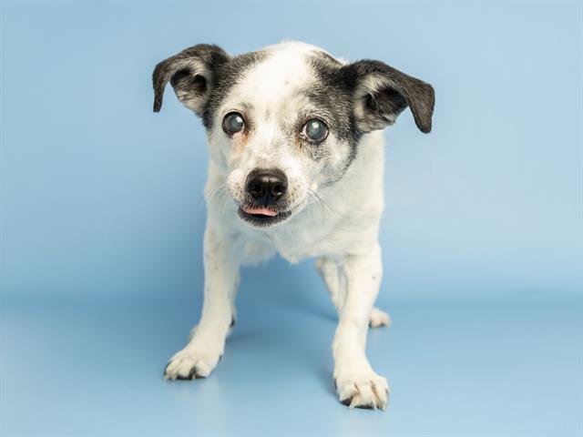 Enlarge DULEY, a Adoptable Rat Terrier in Phoenix, AZ image 1/1