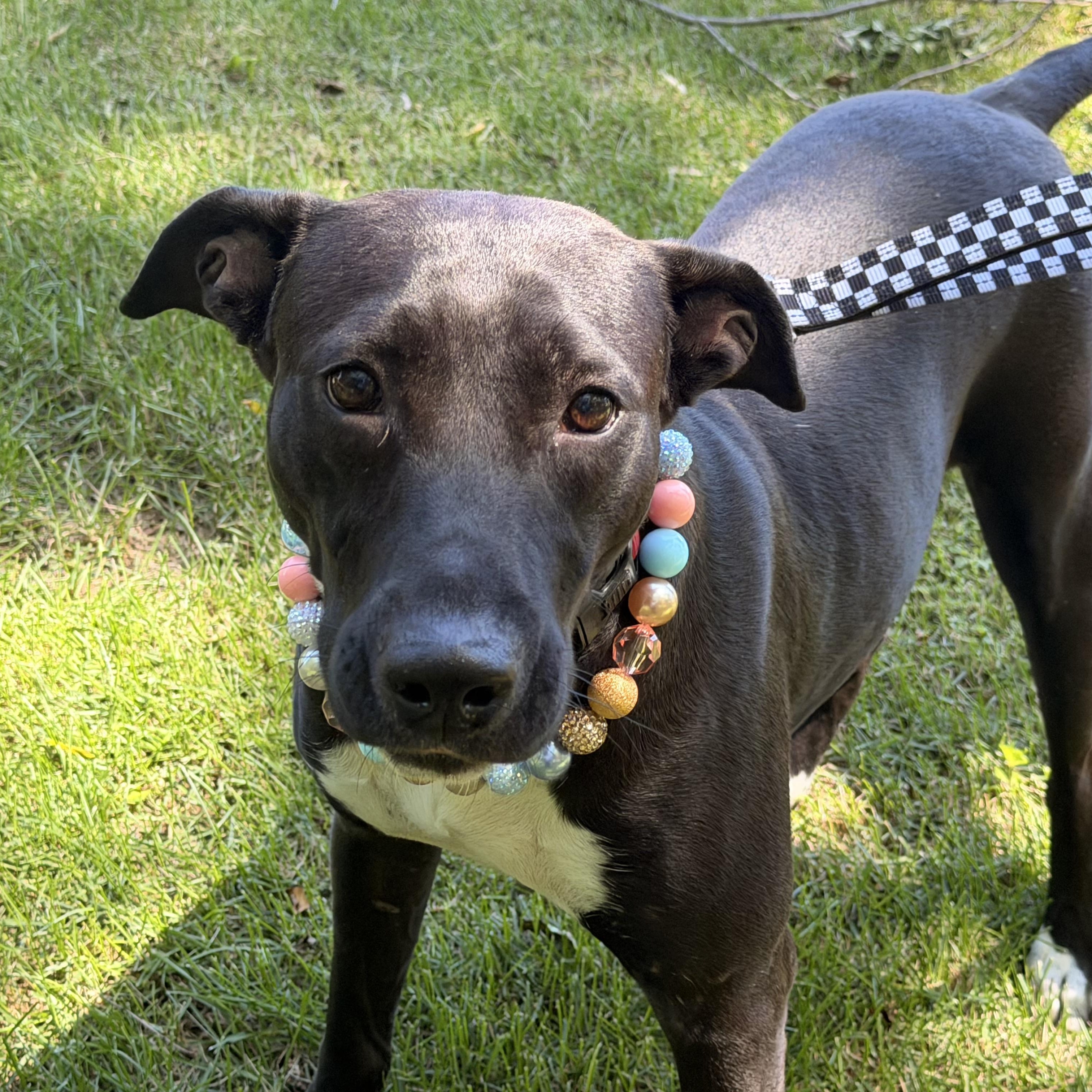 Enlarge Emery- Hiking Bestie, a Adoptable mixed breed in State College, PA image 2/6