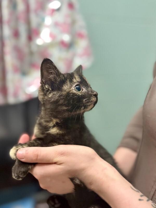 Enlarge Foolery, a Adoptable Domestic Short Hair in Wooster, OH image 1/1