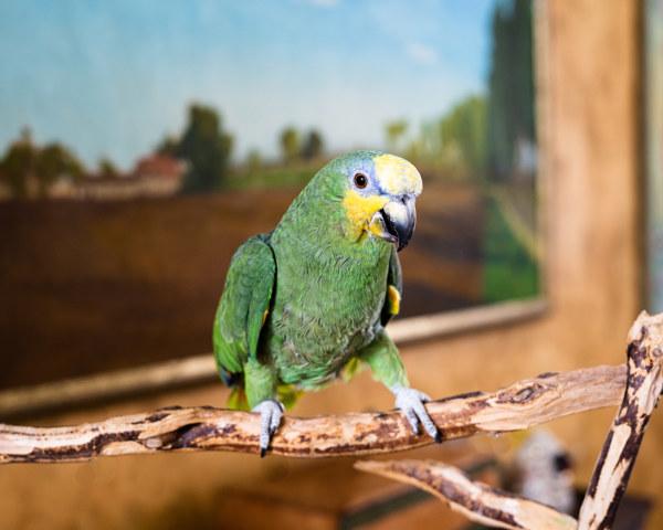 Bobbi, Adoptable, Senior Male Amazon.