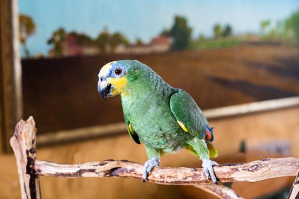 Enlarge Bobbi, a Adoptable Amazon in Elizabeth, CO image 2/3