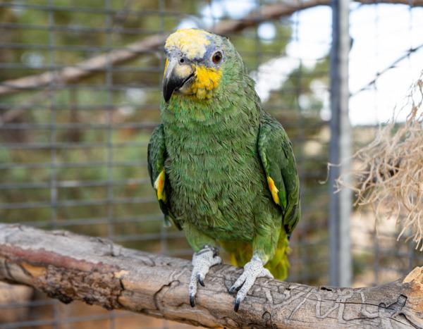 Enlarge Bobbi, a Adoptable Amazon in Elizabeth, CO image 3/3