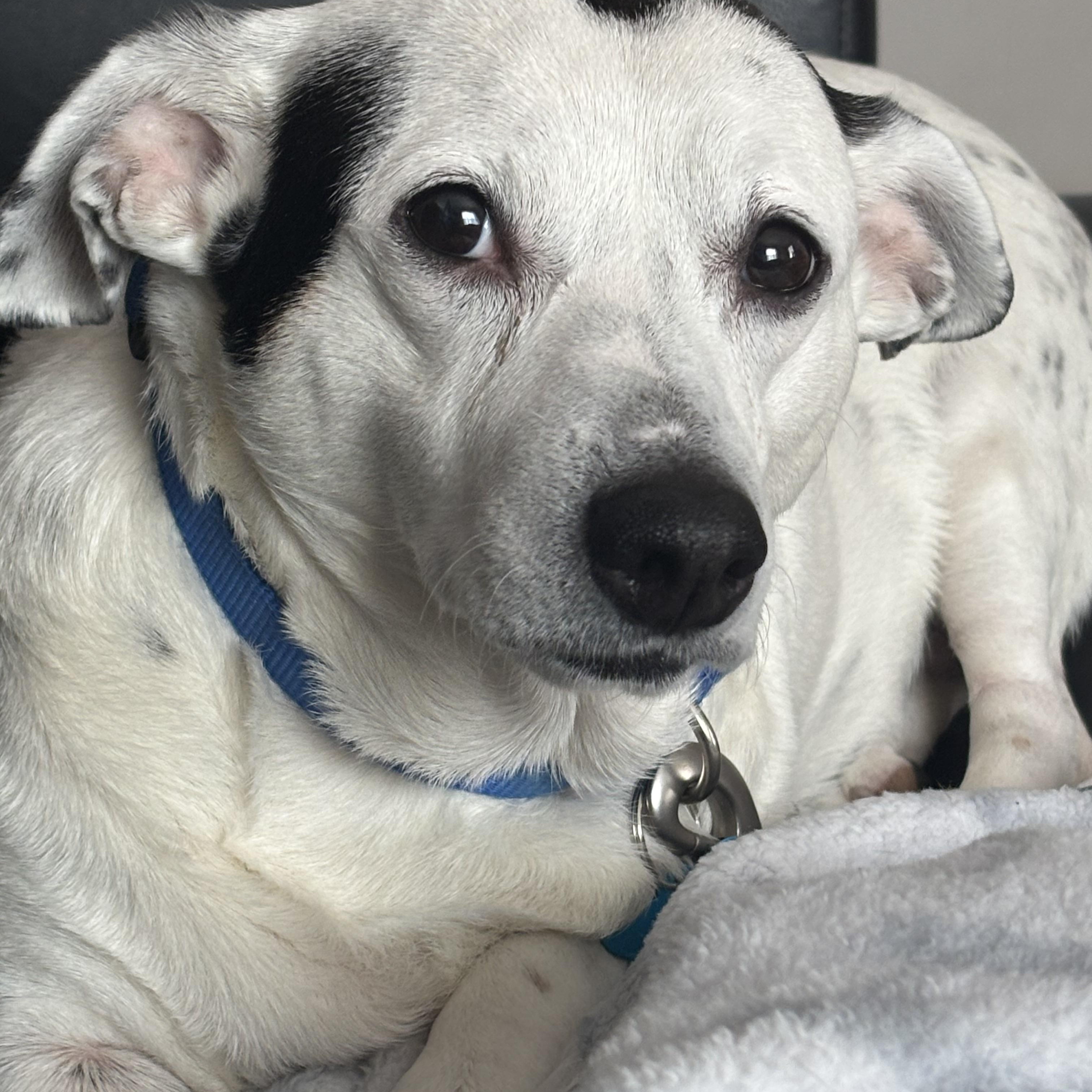 Enlarge Sugar , an adopted mixed breed in Grosse Pointe Park, MI image 1/6