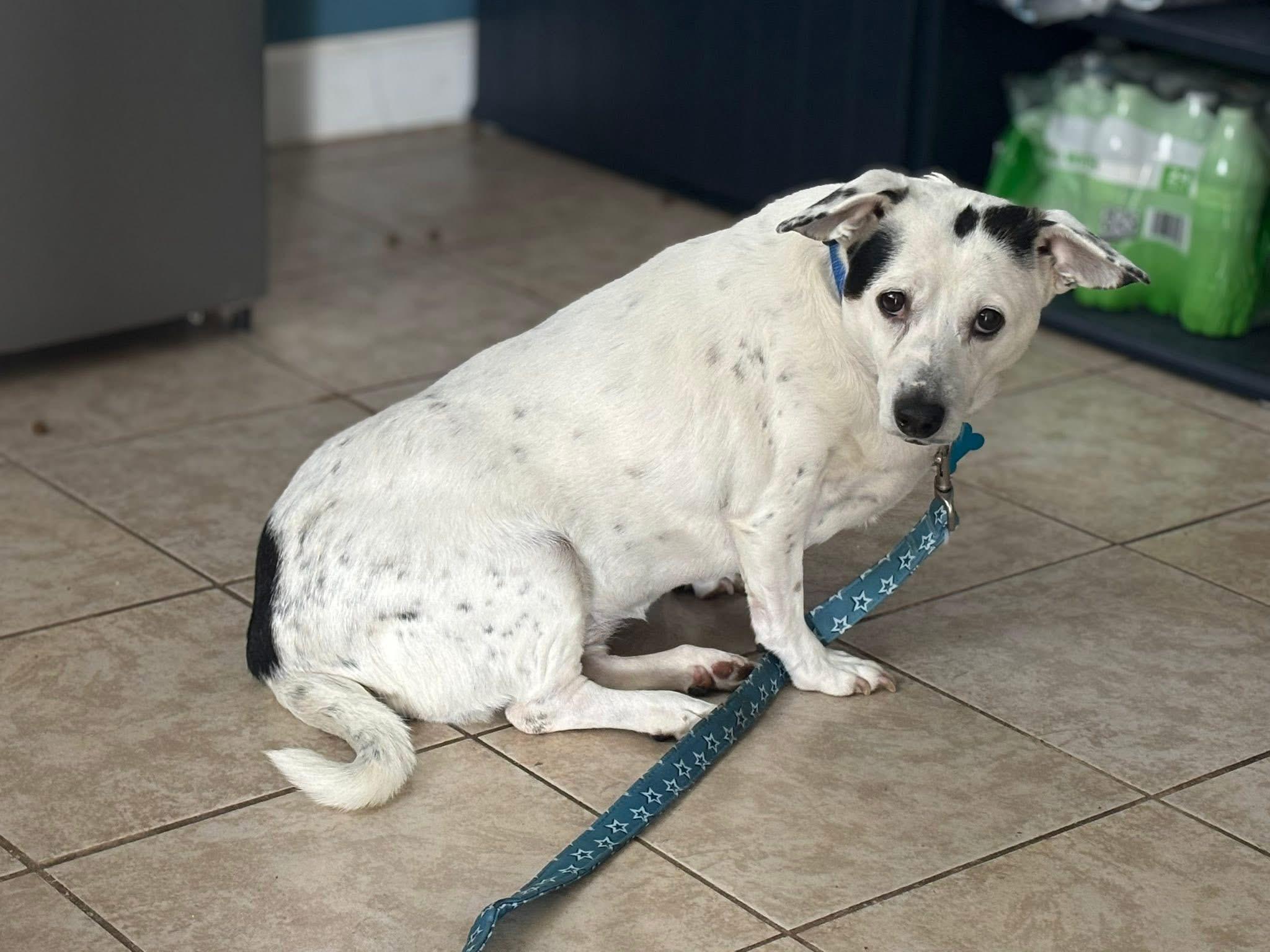 Enlarge Sugar , an adopted mixed breed in Grosse Pointe Park, MI image 5/6