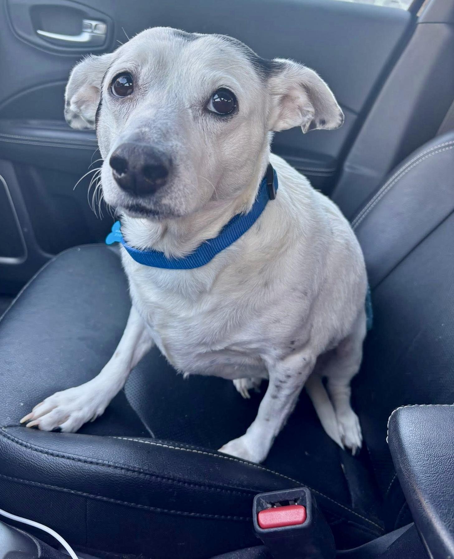 Enlarge Sugar , an adopted mixed breed in Grosse Pointe Park, MI image 2/6