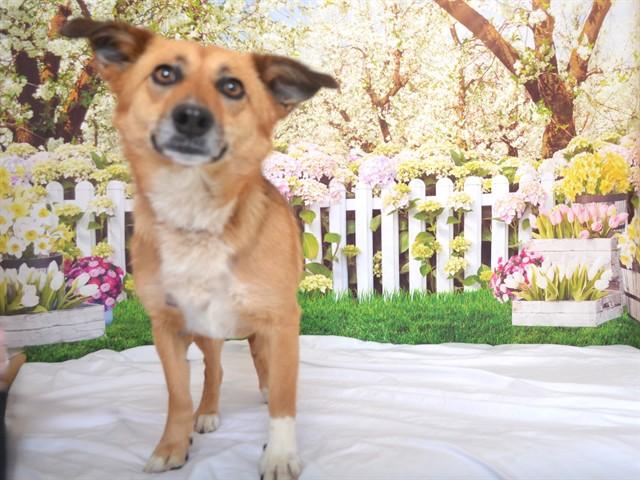 Enlarge MOIA, a Adoptable mixed breed in Oroville, CA image 1/1