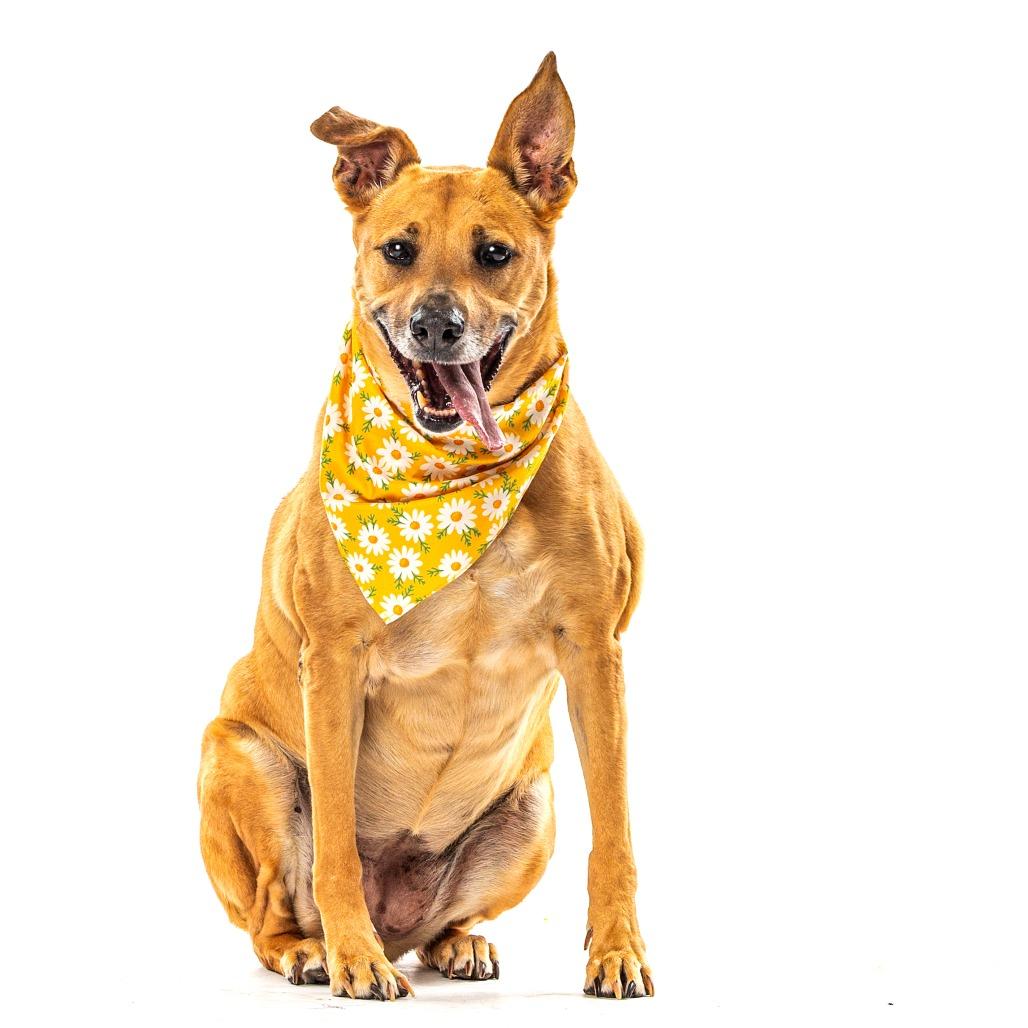 Daisy, Adoptable, Senior Female Labrador Retriever & Mixed Breed.