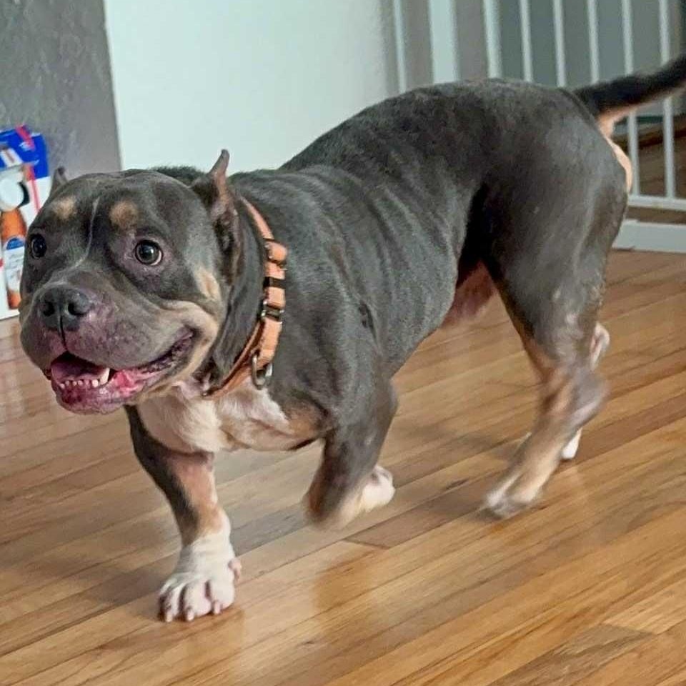 Enlarge DRACO, a Adoptable mixed breed in Largo, FL image 2/6