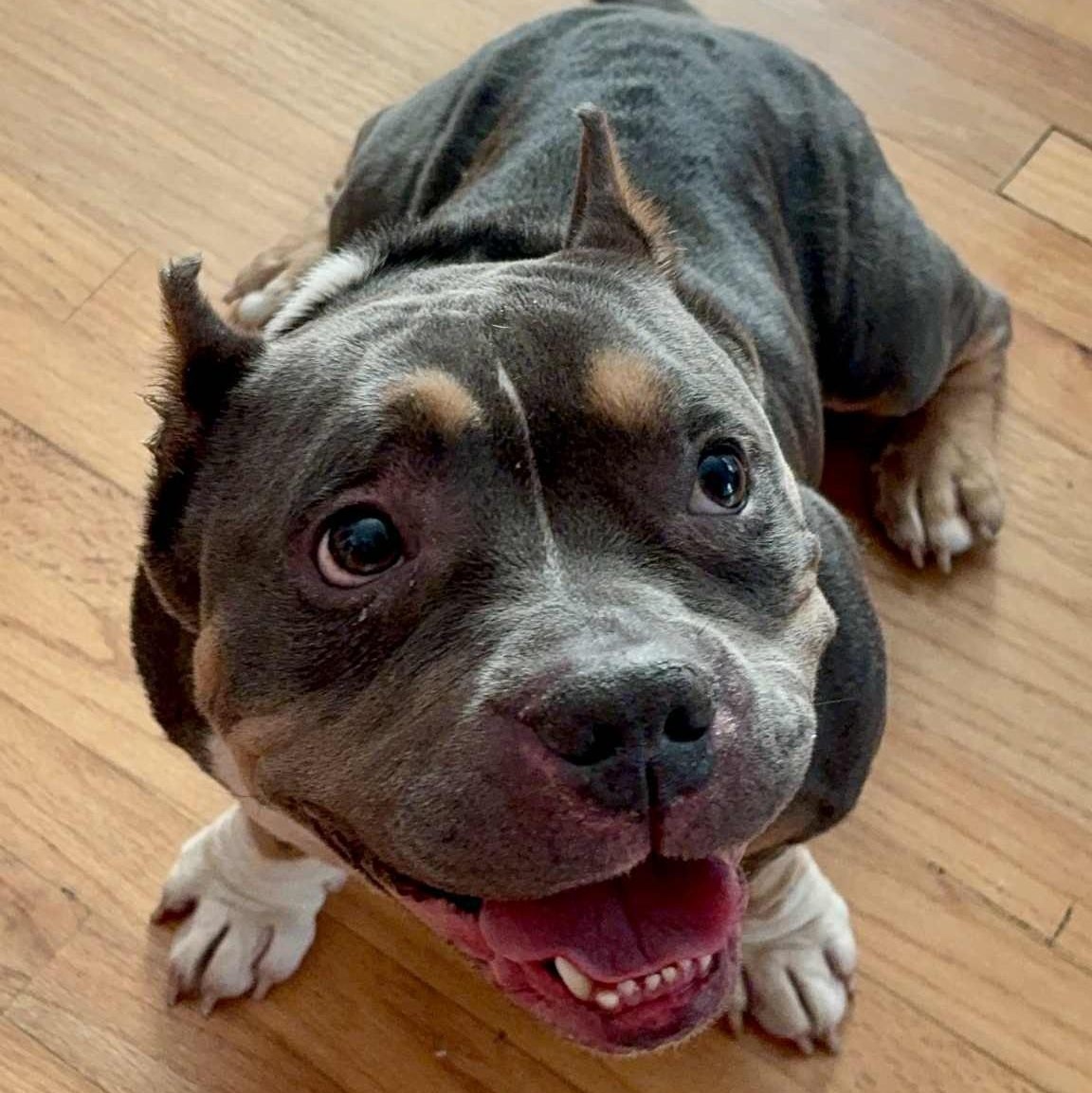 Enlarge DRACO, a Adoptable mixed breed in Largo, FL image 3/6