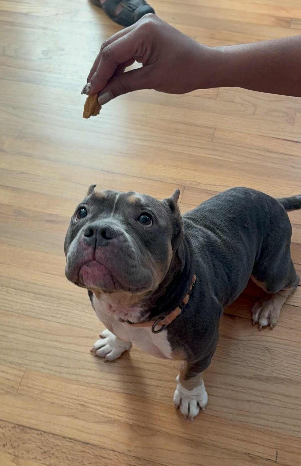 Enlarge DRACO, a Adoptable mixed breed in Largo, FL image 5/6