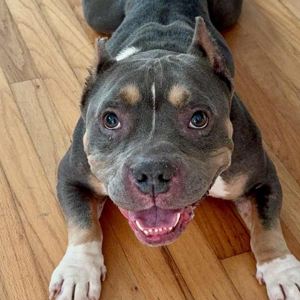 DRACO, Adoptable, Young Male American Bully.