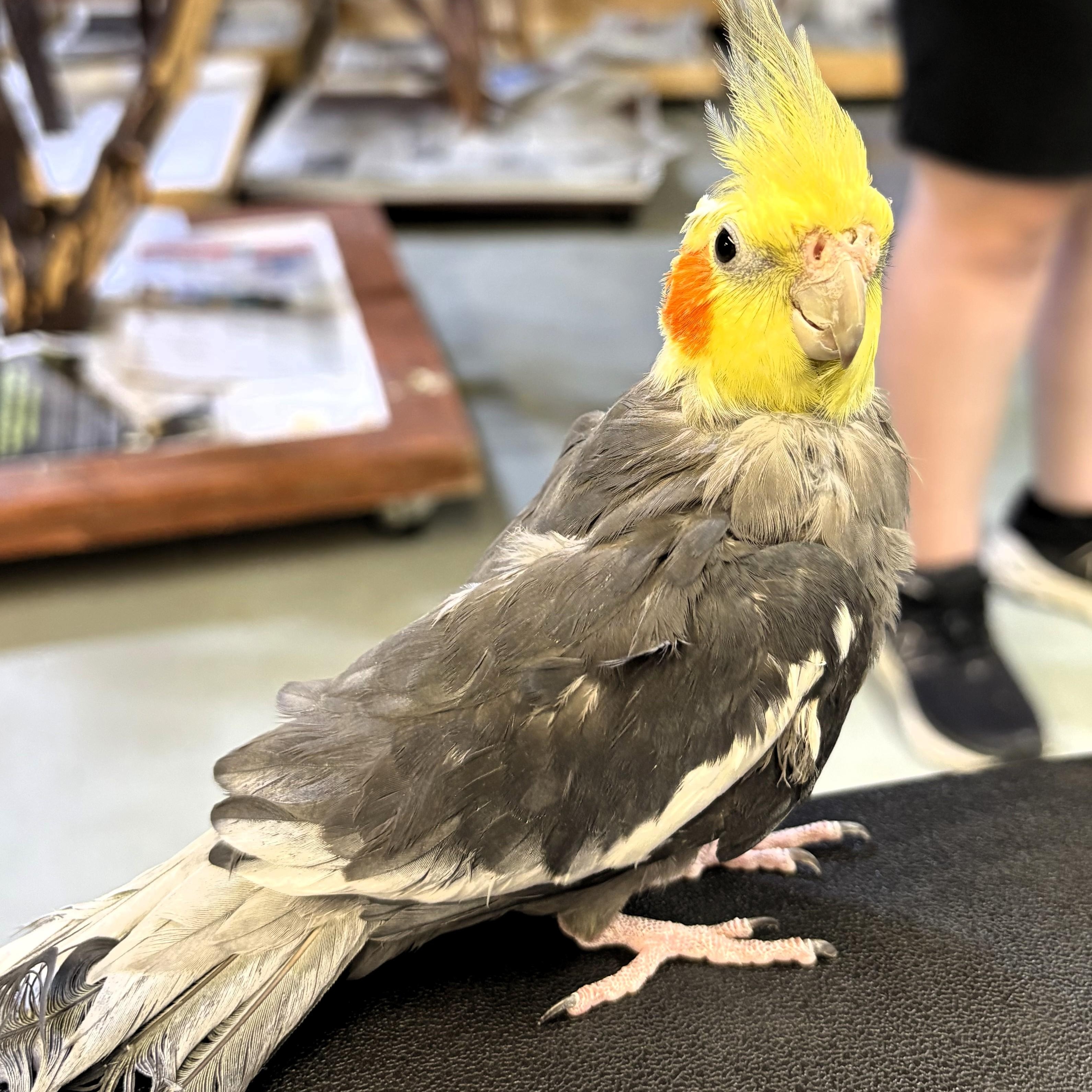 Enlarge Baldy, a Adoptable Cockatiel in Lenexa, KS image 1/1