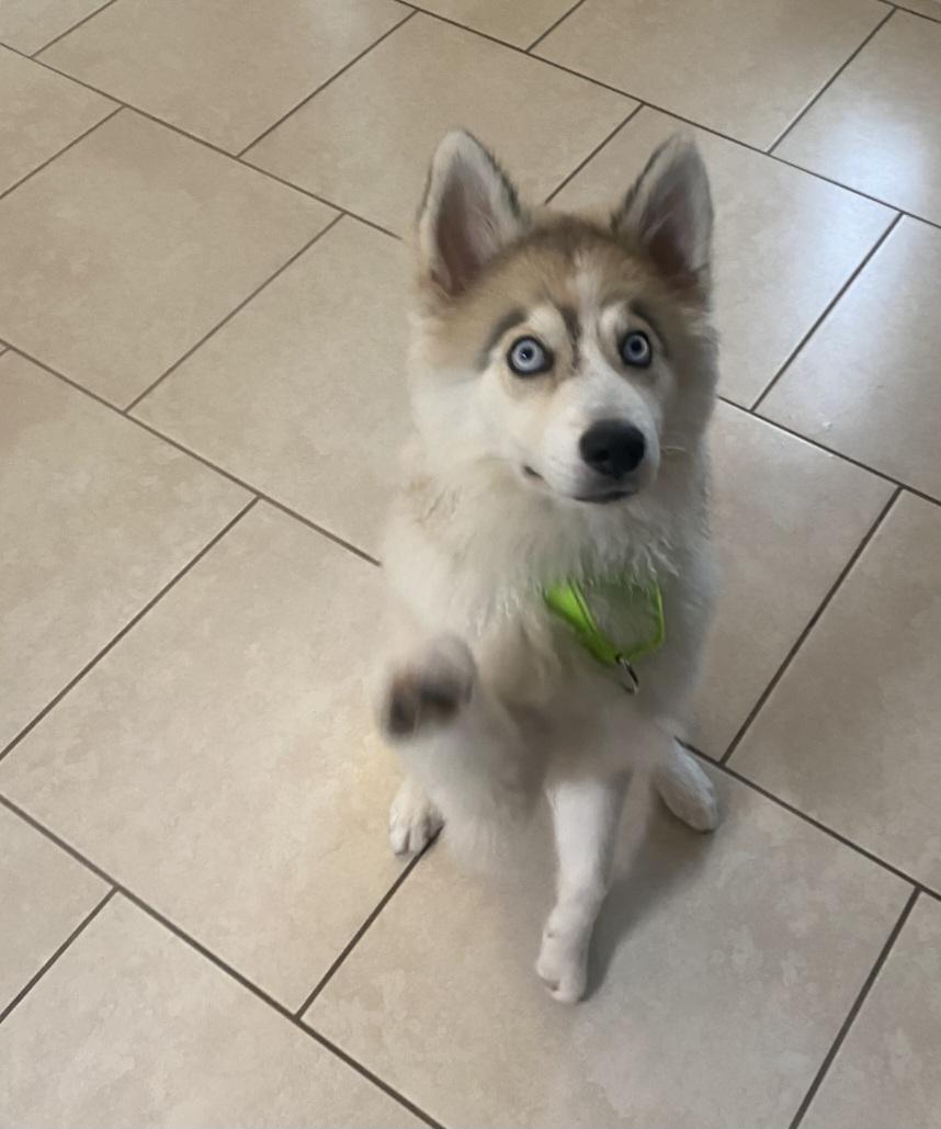 Hunter, Adopted, Young Male Husky.