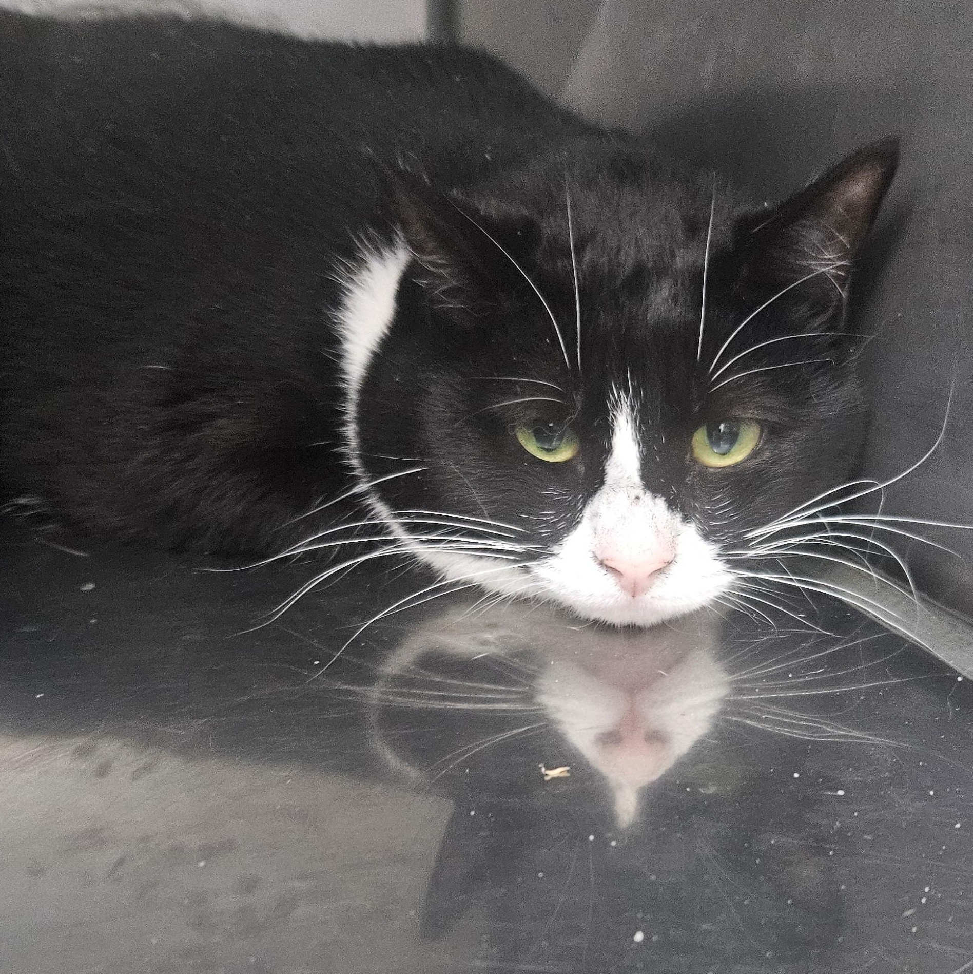 Agnes, ADOPTABLE, Adult Female Domestic Short Hair.