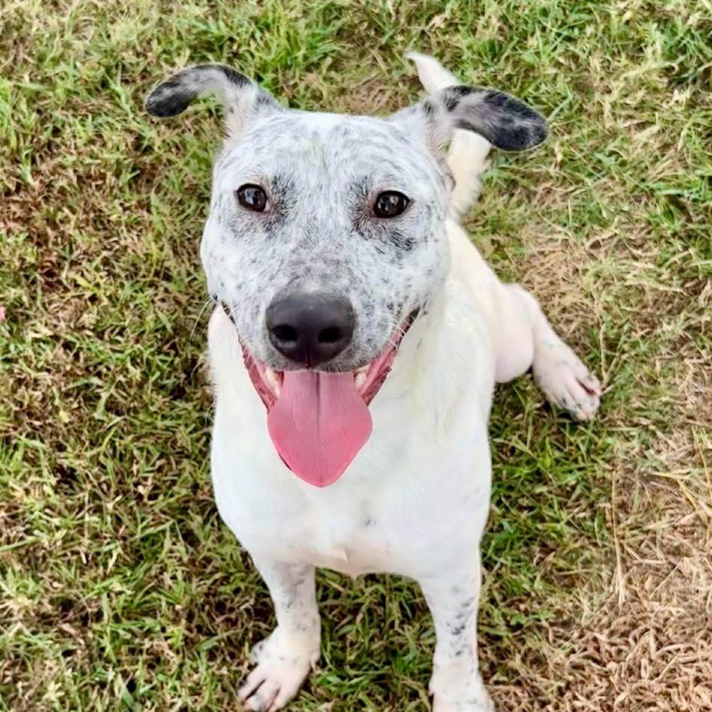 Enlarge Scratch - 080801U2, a Adoptable mixed breed in Tupelo, MS image 3/3