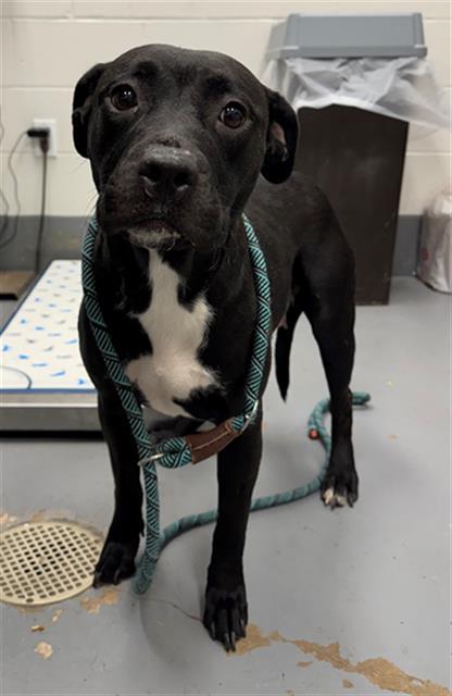 Enlarge FRANNY, a Adoptable Pit Bull Terrier in Peoria, IL image 1/1