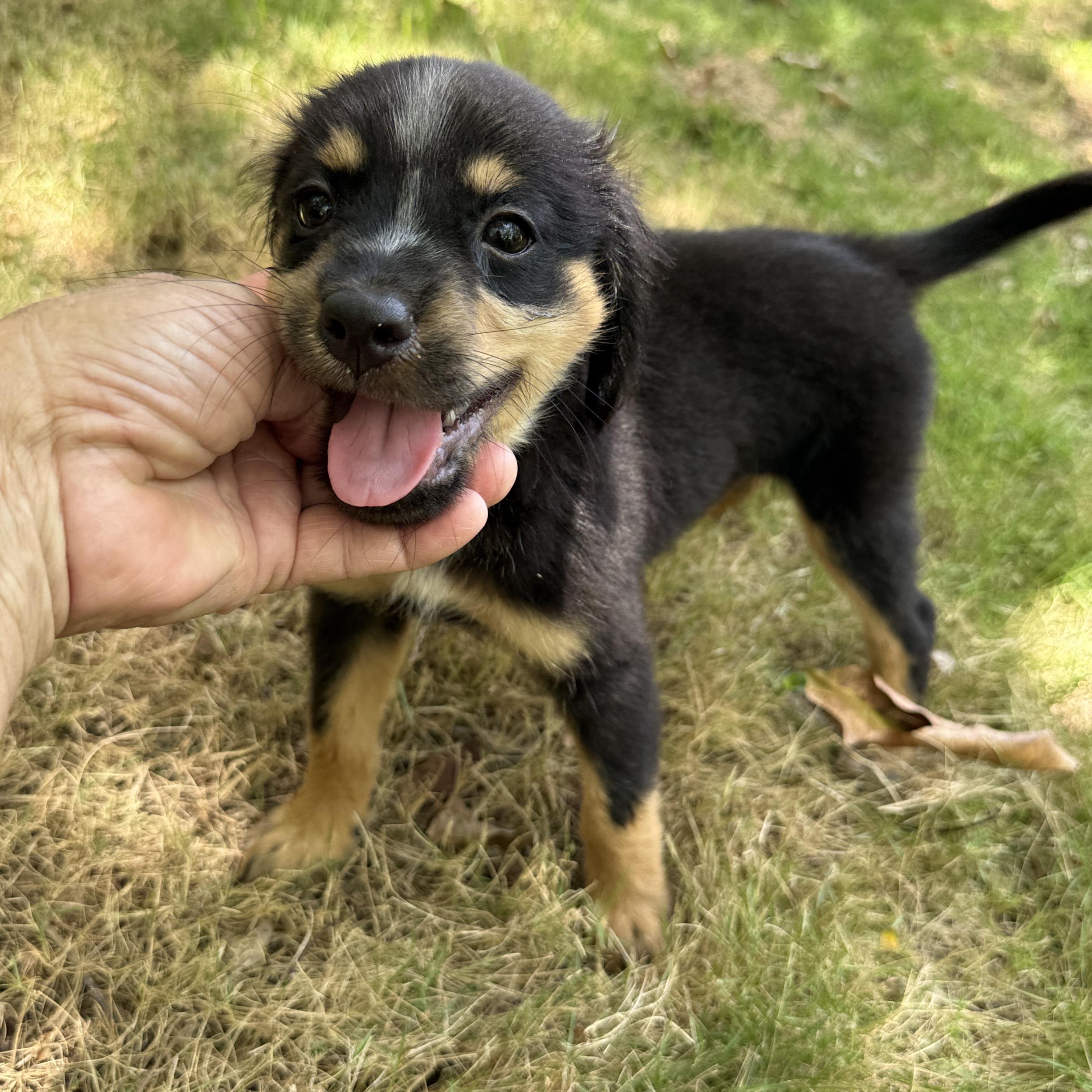 Enlarge Cinder, a Adoptable Mixed Breed in ISABELA, PR image 4/6