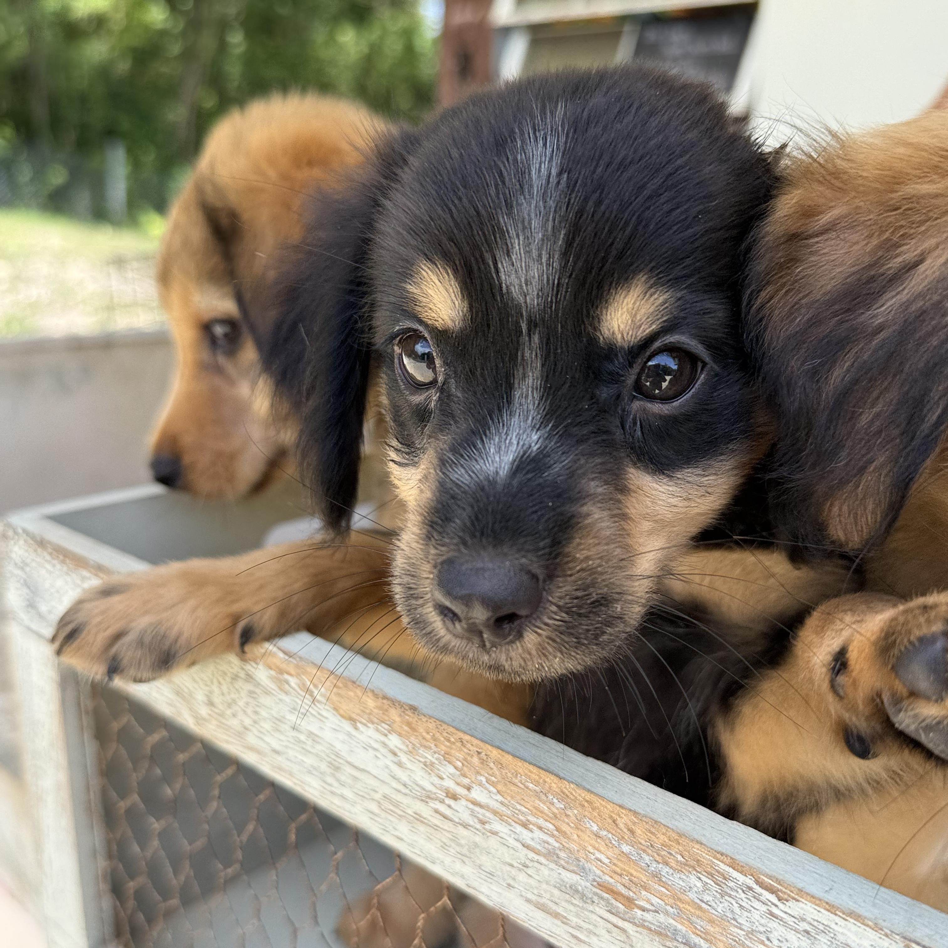 Enlarge Cinder, a Adoptable Mixed Breed in ISABELA, PR image 3/6