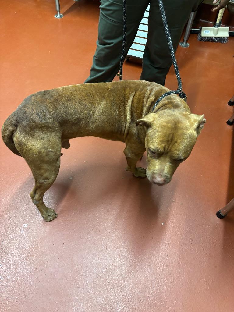 Enlarge Rocky, a Adoptable Pit Bull Terrier in Douglasville, GA image 1/6