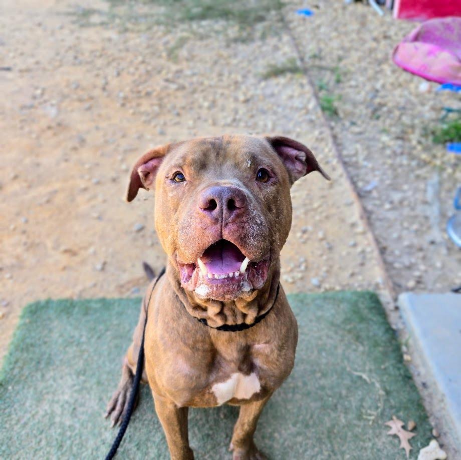 Enlarge Rocky, a Adoptable Pit Bull Terrier in Douglasville, GA image 2/6
