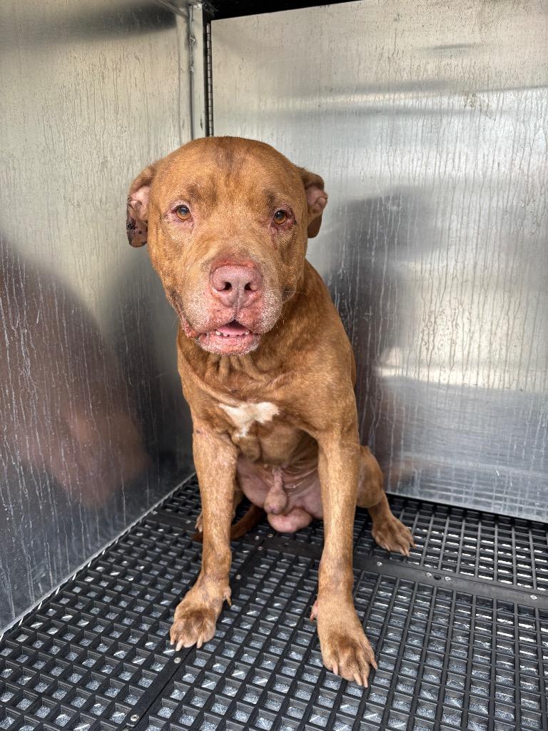 Enlarge Rocky, a Adoptable Pit Bull Terrier in Douglasville, GA image 3/6