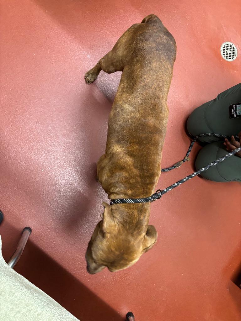 Enlarge Rocky, a Adoptable Pit Bull Terrier in Douglasville, GA image 4/6