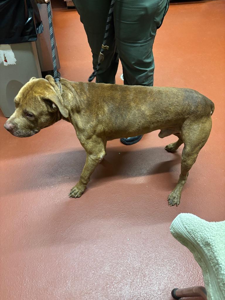 Enlarge Rocky, a Adoptable Pit Bull Terrier in Douglasville, GA image 5/6