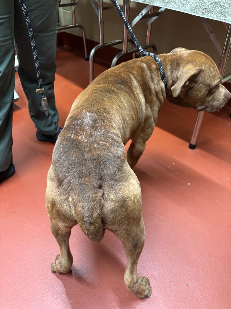 Enlarge Rocky, a Adoptable Pit Bull Terrier in Douglasville, GA image 6/6