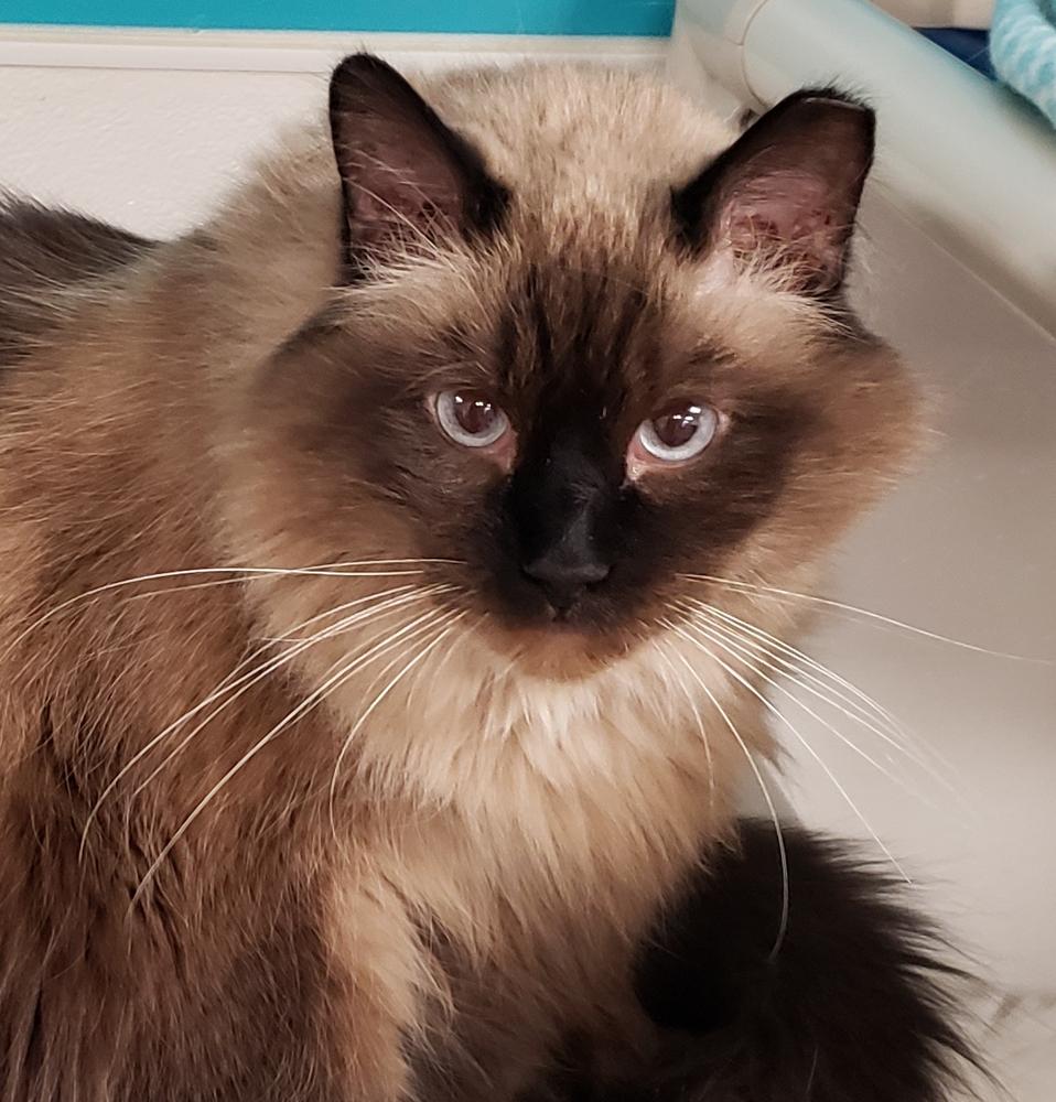 Charlie Brown (gets adopted with white and black Molly) photo 1
