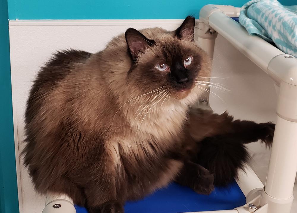 Charlie Brown (gets adopted with white and black Molly) photo 2