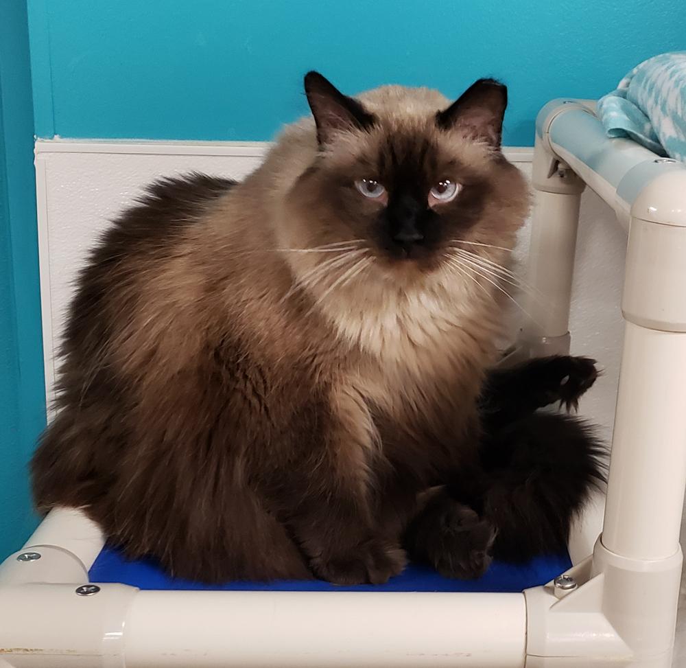 Charlie Brown (gets adopted with white and black Molly) photo 4