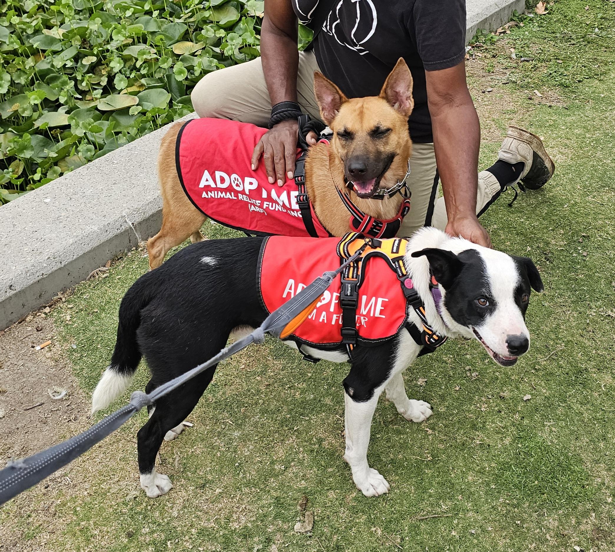 Enlarge Tess, a Adoptable mixed breed in pasadena, CA image 6/6