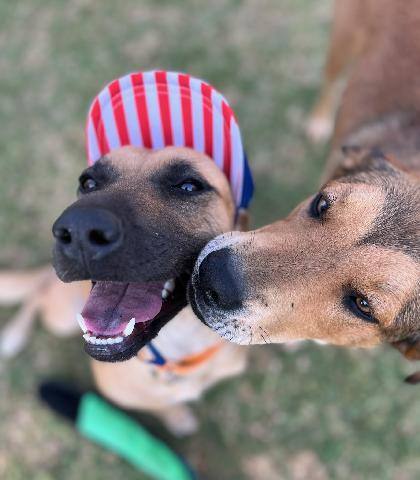 Enlarge Tess, a Adoptable mixed breed in pasadena, CA image 4/6