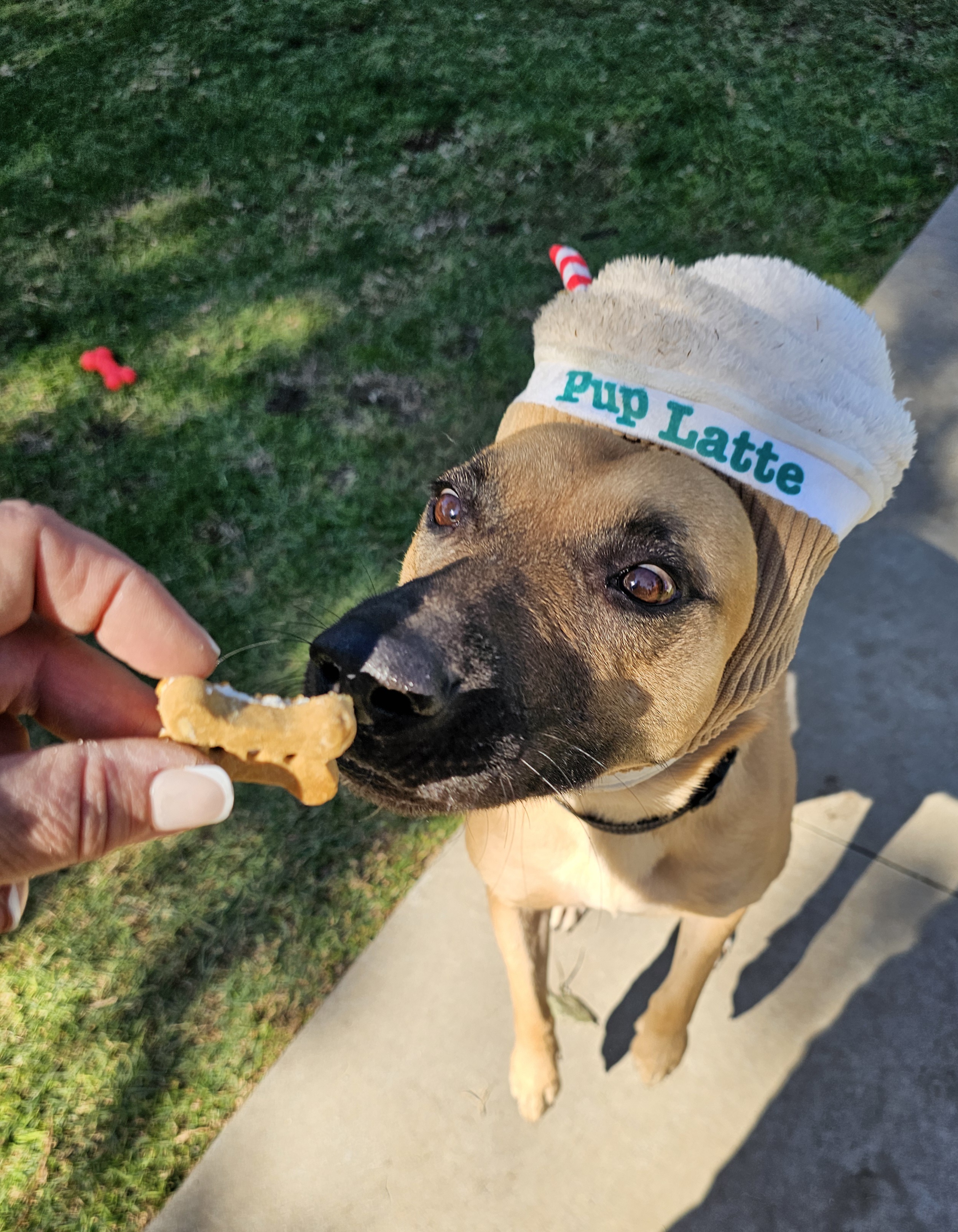 Enlarge Tess, a Adoptable mixed breed in pasadena, CA image 2/6