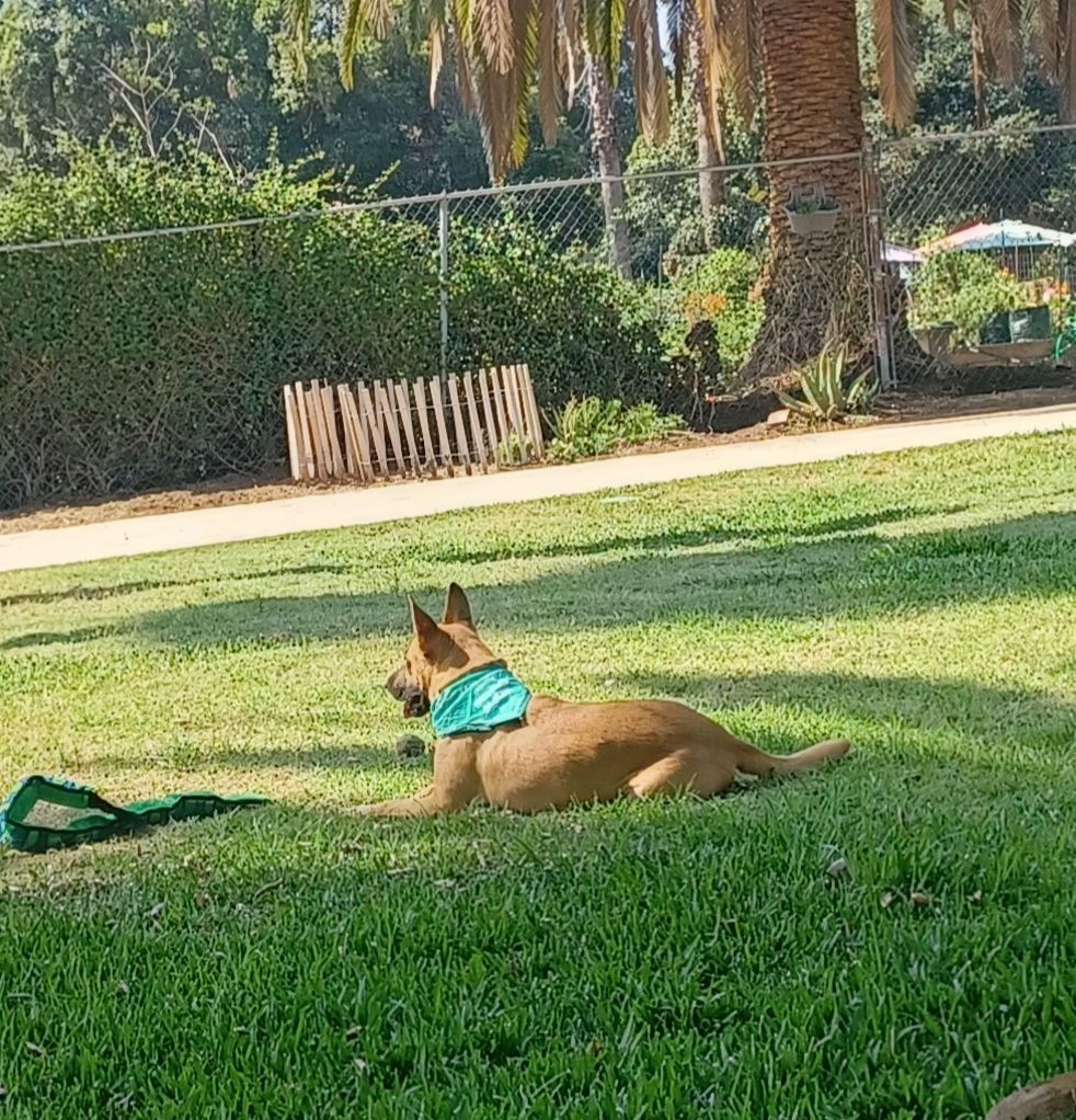Enlarge Tess, a Adoptable mixed breed in pasadena, CA image 3/6