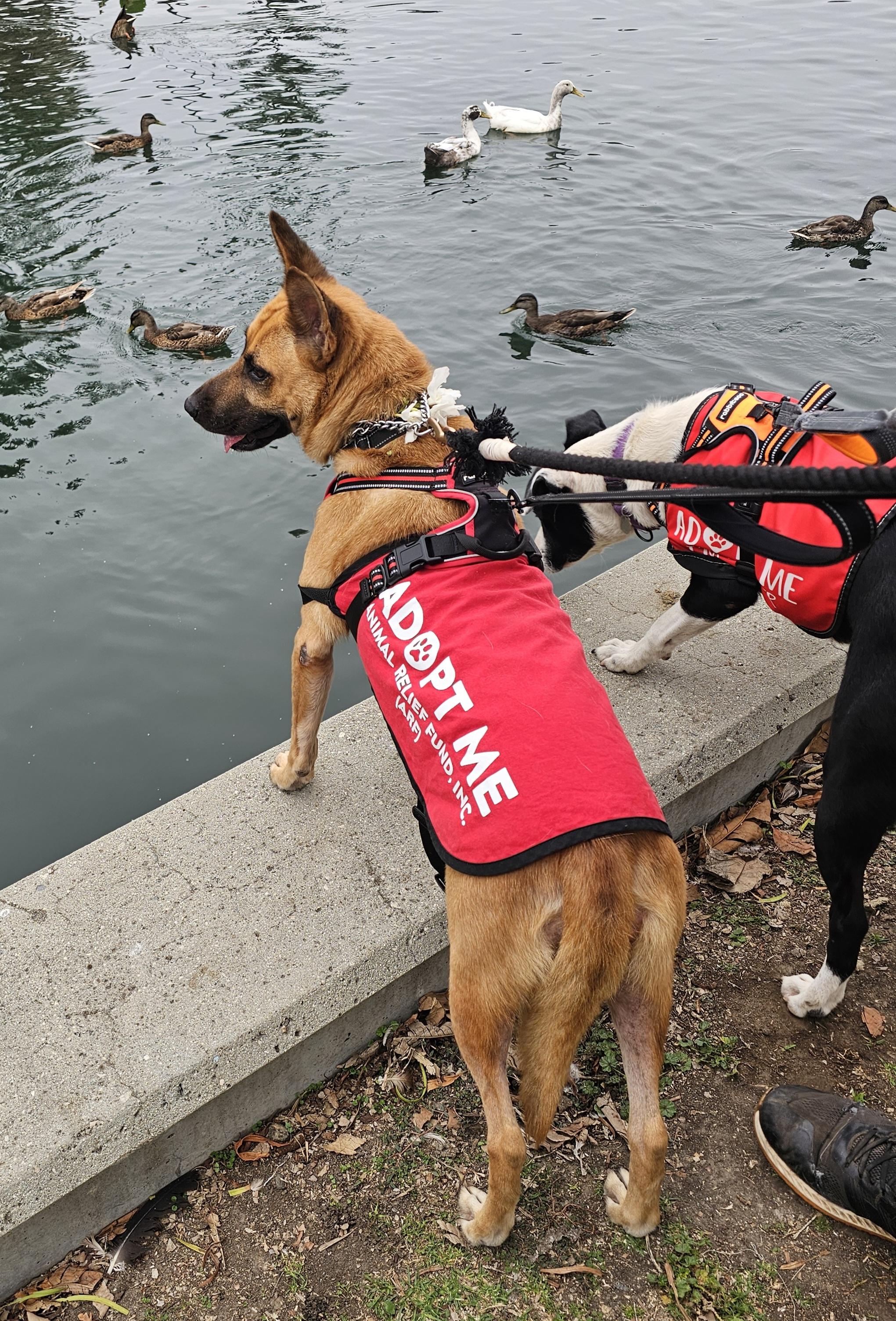 Tess, Adoptable, Adult Female Black Mouth Cur & Shepherd.