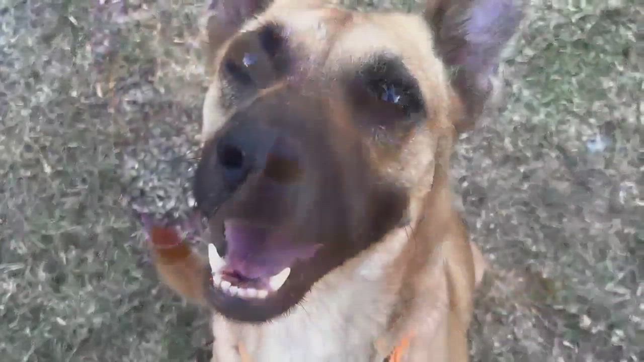 Enlarge Tess, a Adoptable mixed breed in pasadena, CA video 5/6