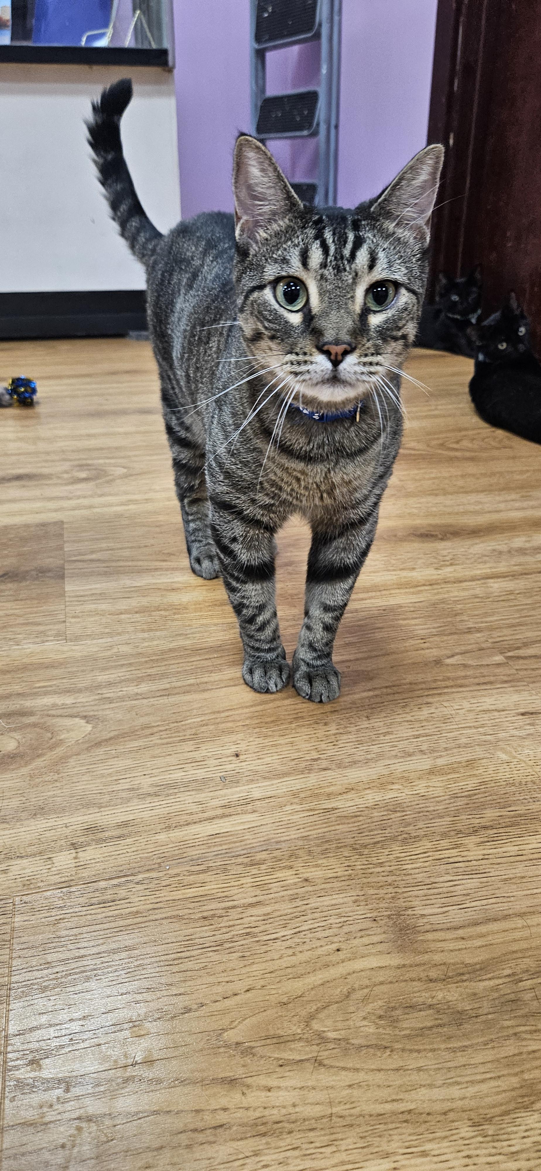 Stryker, an adopted Domestic Short Hair in Rochester, NY image 1/3