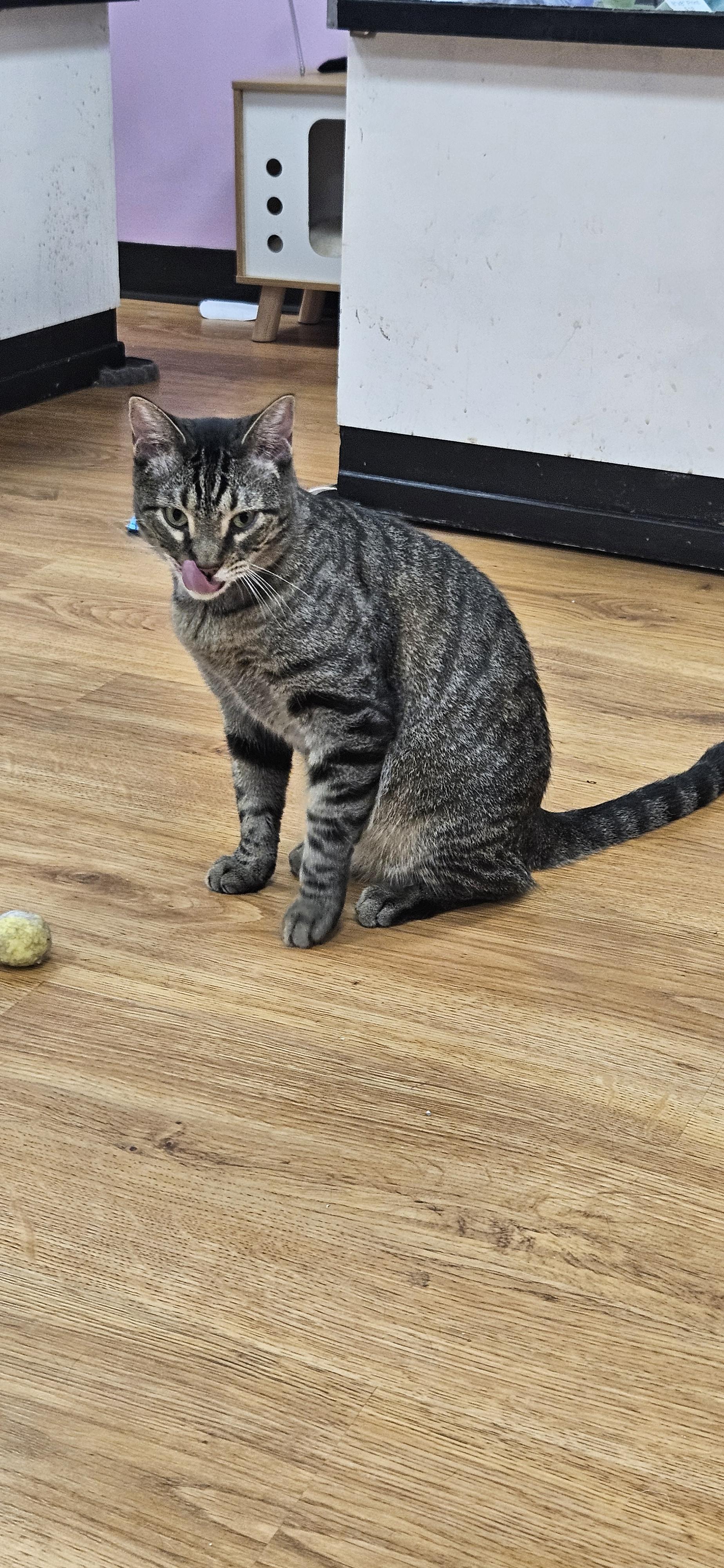 Stryker, an adopted Domestic Short Hair in Rochester, NY image 2/3