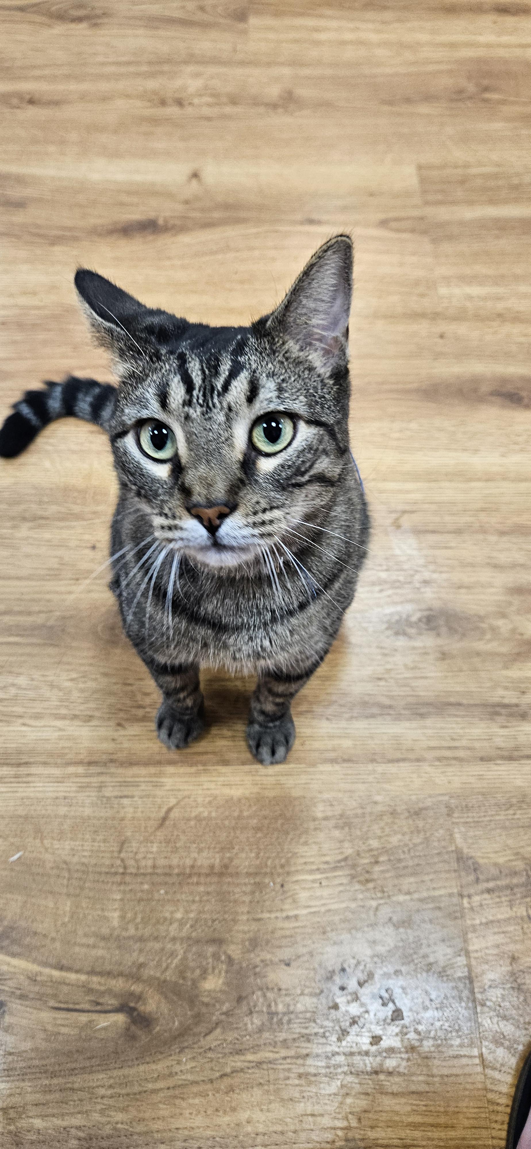 Stryker, an adopted Domestic Short Hair in Rochester, NY image 3/3