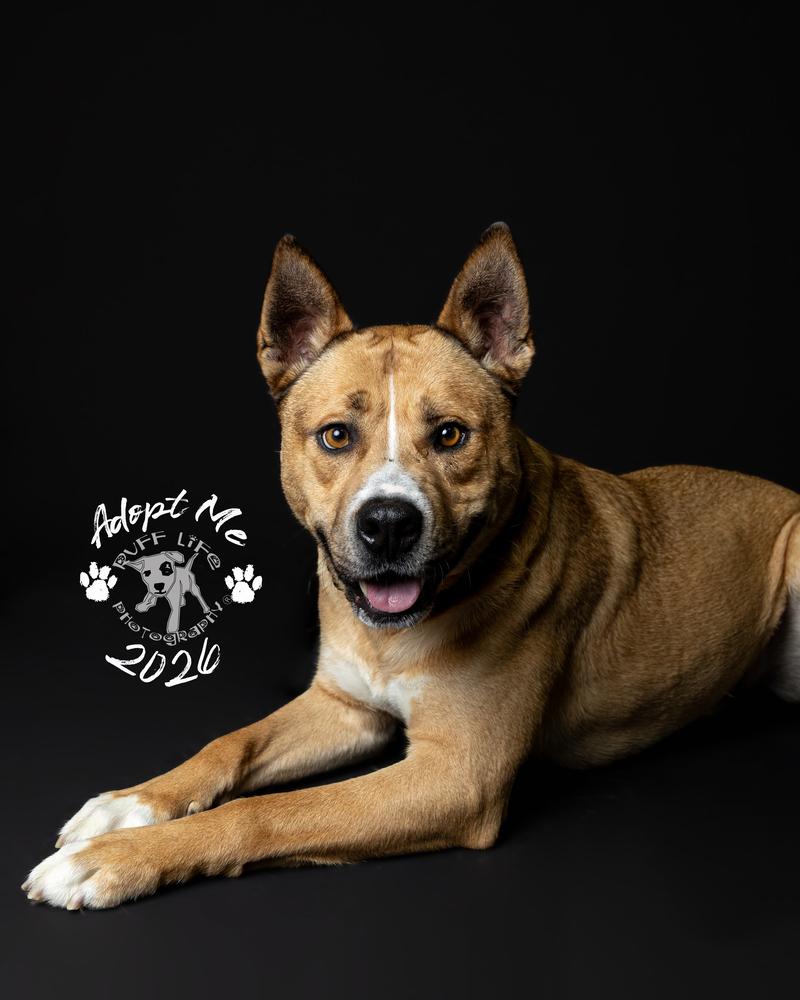 Barney, a Adoptable mixed breed in Clinton Township, MI image 1/6