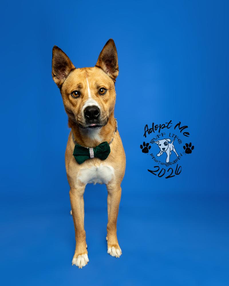 Barney, a Adoptable mixed breed in Clinton Township, MI image 2/6