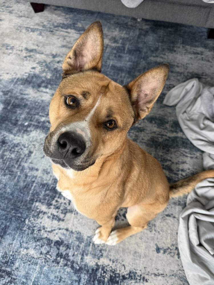 Barney, a Adoptable mixed breed in Clinton Township, MI image 3/6